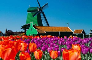 amsterdam-super-saver-3-city-tour-zaanse-schans-windmills-volendam-in-amsterdam-115706 copy